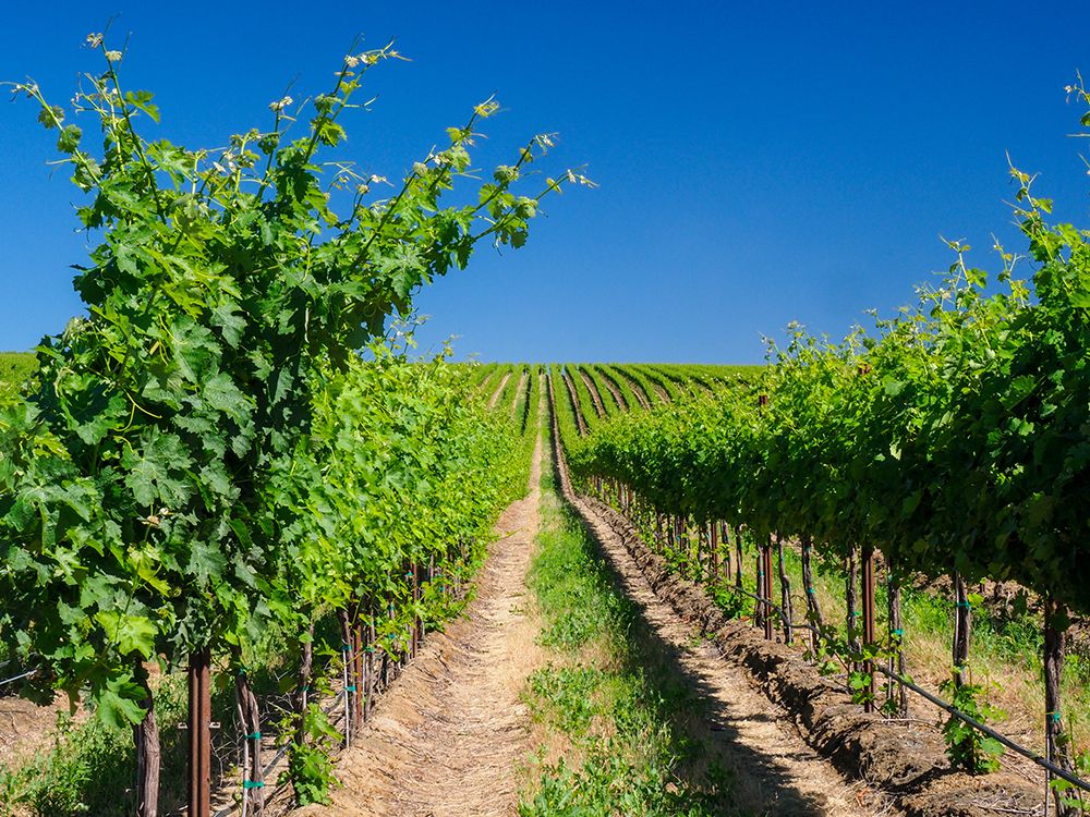 A vineyard carved out of a steep-south-facing slope by the Columbia River-Horse Heaven Hills-WA